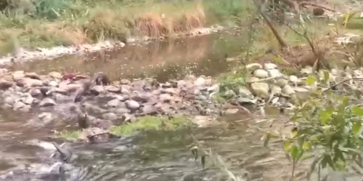 Hop, hop pa skok u vodu: Šta je to na snimku sa reke Gradac ?(VIDEO)