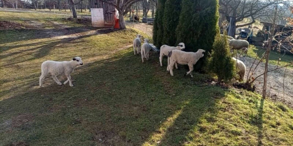 Celo stado preklano, selo u Srbiji drhti od straha - Ljubinku je po treći put sve uništeno (FOTO)