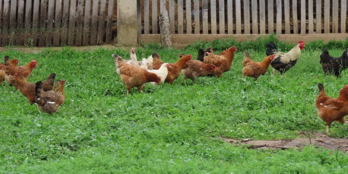 Raspevani petao izbegao sekirče i lonac! Ovako je čivijaš zadovoljio nervoznu komšinicu!