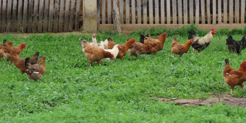 Raspevani petao izbegao sekirče i lonac! Ovako je čivijaš zadovoljio nervoznu komšinicu!