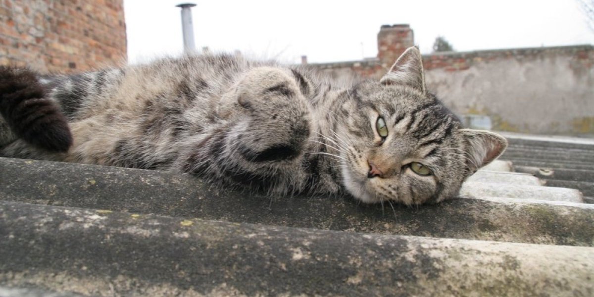 Mačka je nepomično ležala na krovu: Delovala je beživotno, a onda je sve iznenadila (VIDEO)