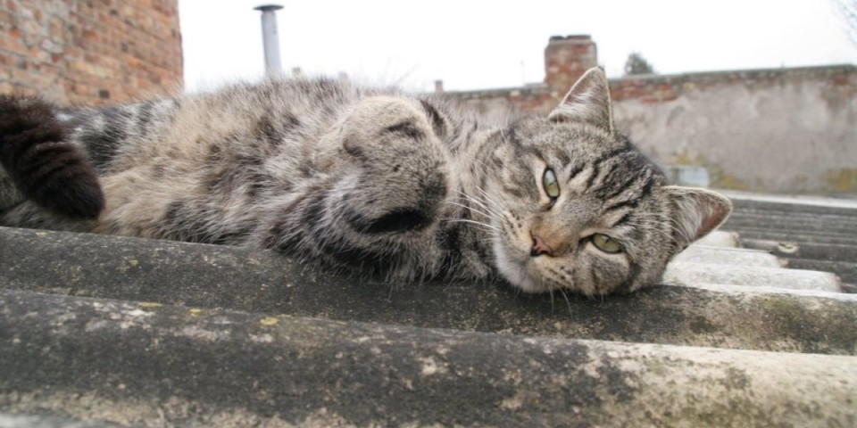 Mačka je nepomično ležala na krovu: Delovala je beživotno, a onda je sve iznenadila (VIDEO)