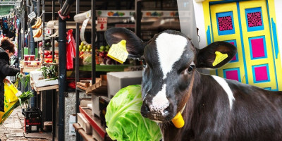 Srpski jezik može da se pohvali mnoštvom fraza i izraza, koji zapravo ne mogu da se prevedu običnom strancu, a mnogi ne znaju njihovo pravo značenje.