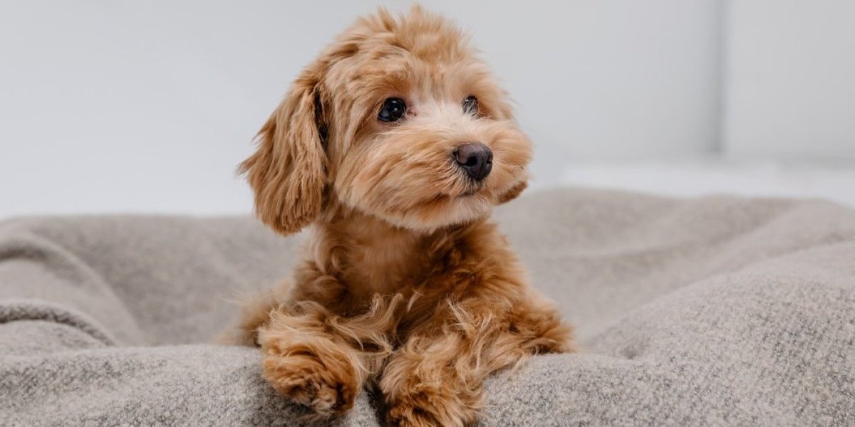 Internet poludeo zbog Mušija: Vlasnica otkrila tajnu slatkog rituala svog psa (VIDEO)