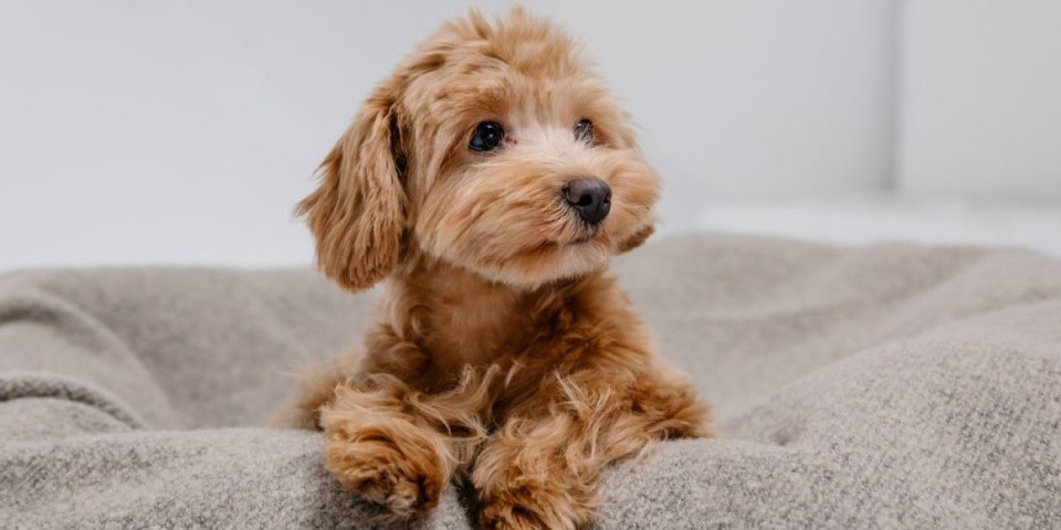 Internet poludeo zbog Mušija: Vlasnica otkrila tajnu slatkog rituala svog psa (VIDEO)