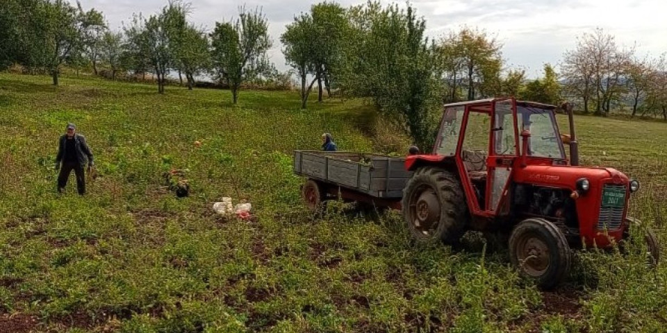 Kad uđu u njivu iza njih ne ostane ništa: Zbog divljih svinja gorštaci ovako brane useve!