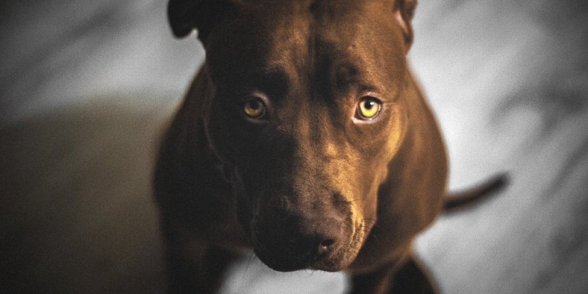 Pas dobio tortu za rođendan, pa zaplakao: Snimak raznežio milione (VIDEO)