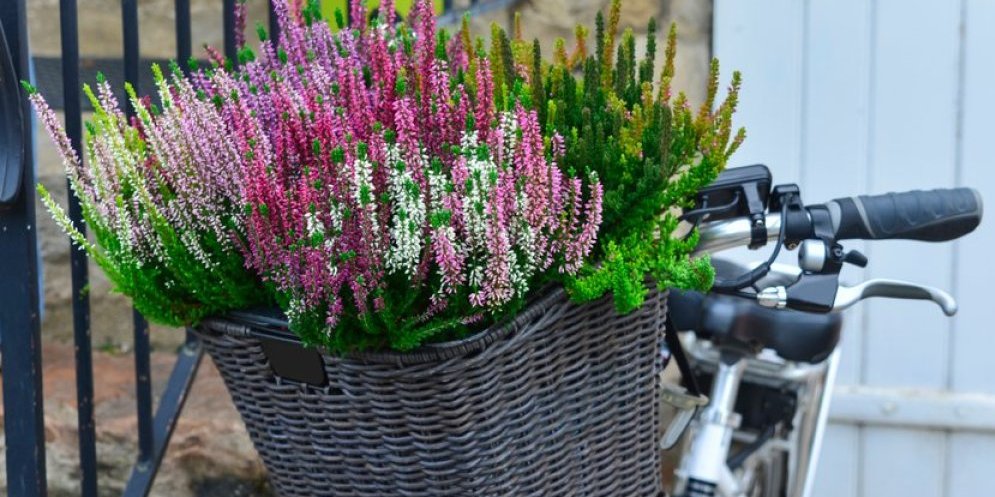 Kaluna - Biljka koja cveta kada sve drugo vene (FOTO)