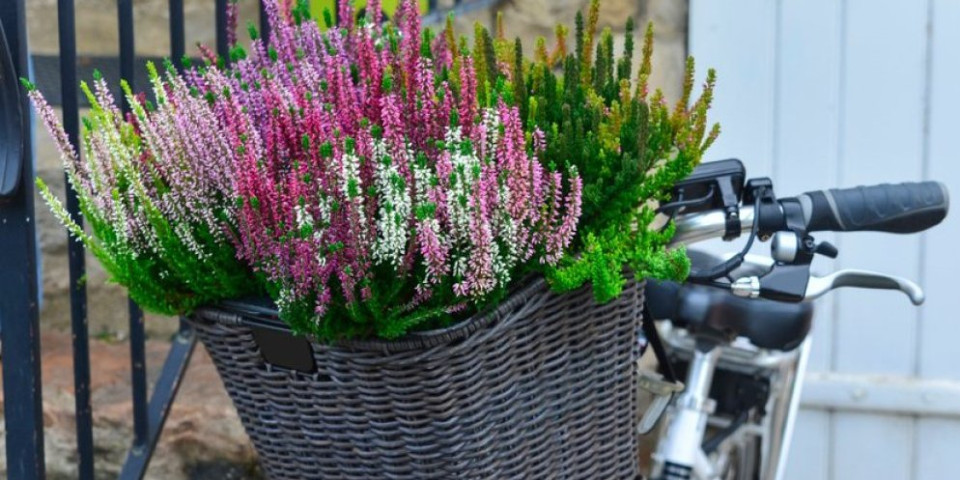 Kaluna - Biljka koja cveta kada sve drugo vene (FOTO)