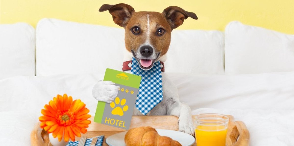 Hoteli za pse na aerodromima postaju hit: I Rim se pridružio trendu i to sa 5 zvezdica (FOTO)
