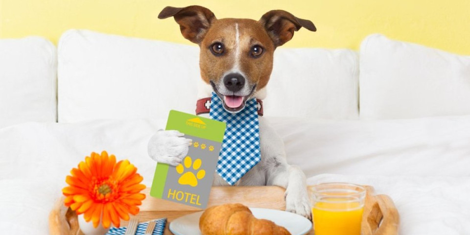 Hoteli za pse na aerodromima postaju hit: I Rim se pridružio trendu i to sa 5 zvezdica (FOTO)