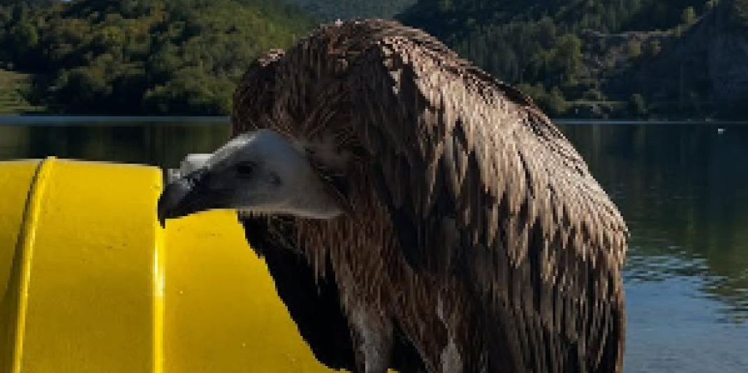 Tuga: Nastavak priče o gospodaru visina s Radoinjskog jezera