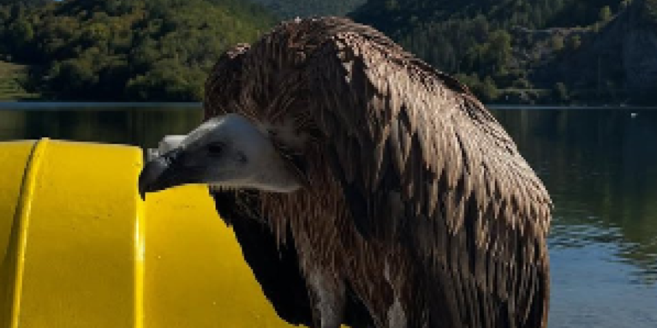 Tuga: Nastavak priče o gospodaru visina s Radoinjskog jezera