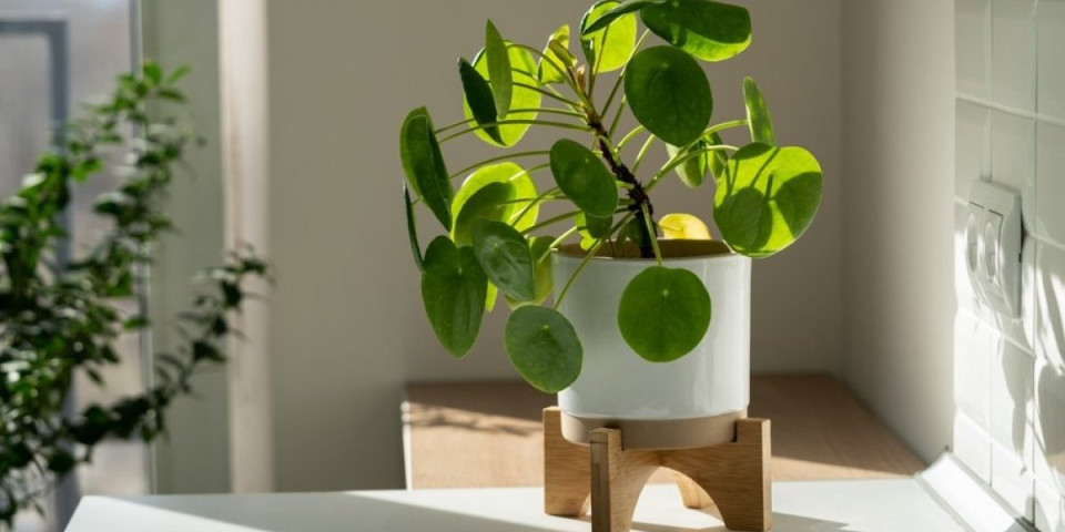 Čudo u saksiji: Biljka koja privlači sreću i novac u vaš dom (FOTO)