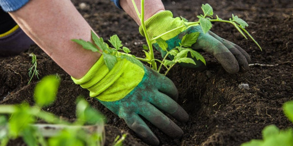 3 vrste povrća koje se sadi u septembru i oktobru: Odlično podnosi niske temperature