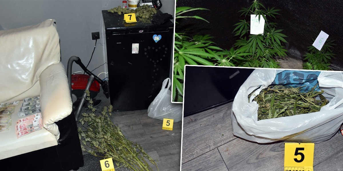 Kanabis, amfetamin, halucinogene gljive: Uhapšen diler u Subotici (FOTO)