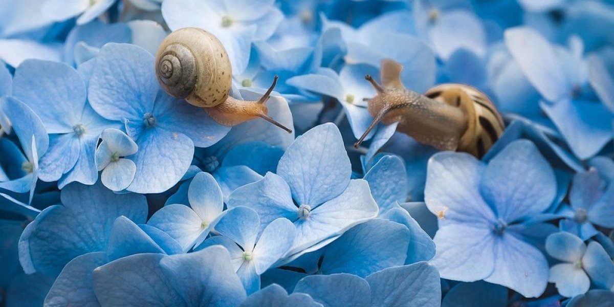 Otkrivene tajne najboljih baštovana: Zbog ovih biljaka su puževi u panici - jesenja bašta bez štetočina