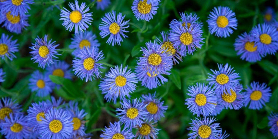Prelepa biljka koja se sadi u oktobru: Lako se održava, a potpuno oplemenjuje baštu