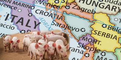 Virus afričke svinjske kuge (ASK) i dalje se širi Hrvatskom, a Ministarstvo poljoprivrede Srbije saopštilo je da je situacija u našoj zemlji u potpunosti pod kontrolom.