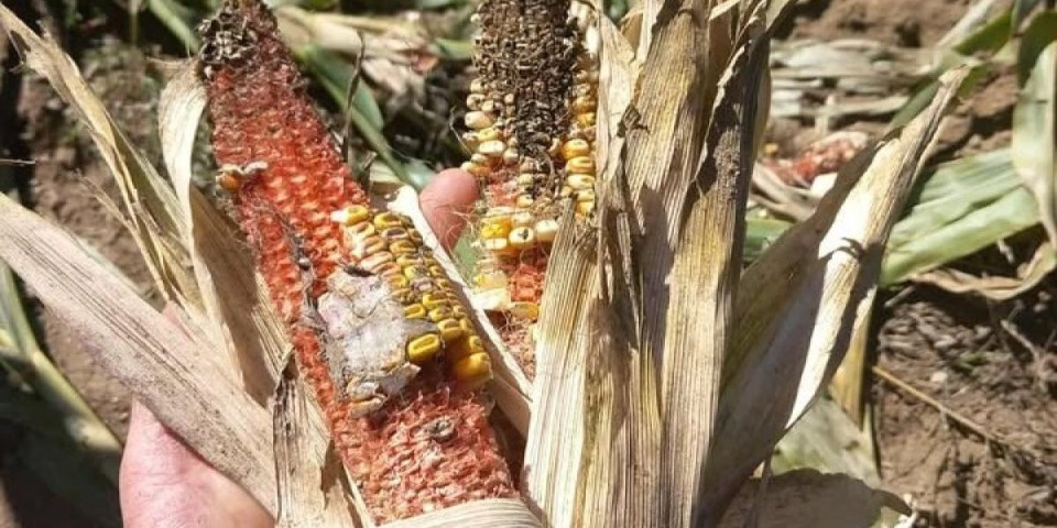 Lele, lele, sve gi iz'edoše: U selima oko Lebana naglas kukaju zbog štete u njivama
