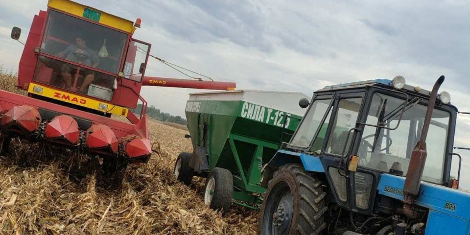 Uprkos suši Miloš bere rekordan rod kukuruza! Ovo je tajna njegovog uspeha (VIDEO)