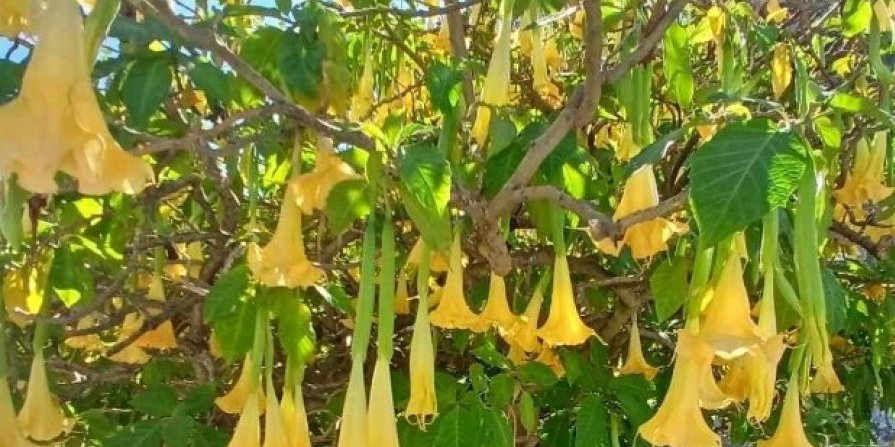 Anđeoska truba: Rajsko drvo sa opasno lepim cvetovima koje osvaja Mediteran (VIDEO)