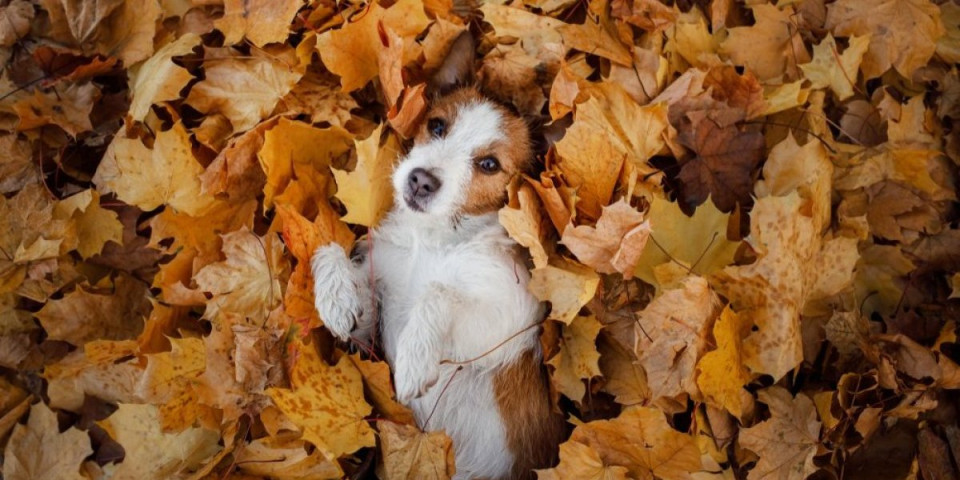 Šetnja parkom može biti rizik: Evo koje opasnosti vrebaju tokom jesenje šetnje - vlasnici na oprezu