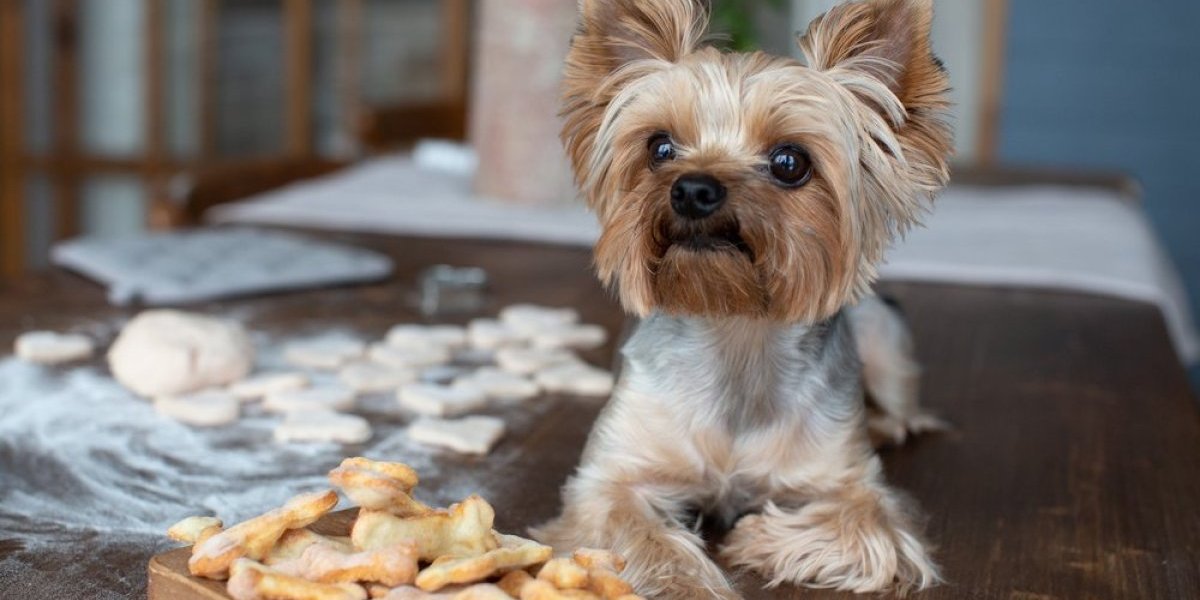 Poslastica za pse od samo 3 sastojka: Jednostavno se pravi, a ljubimci će je obožavati (VIDEO)