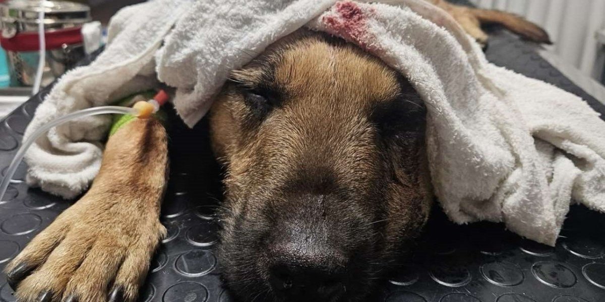 Gde će ti duša?! Napušten, gladan i žedan pas vezan lancem i ostavljen na šabačkom mostu