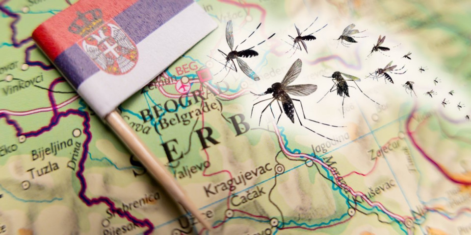 Ujed je smrtonosan - Region u strahu: Posle 50 godina ponovo se pojavio opasan insekt