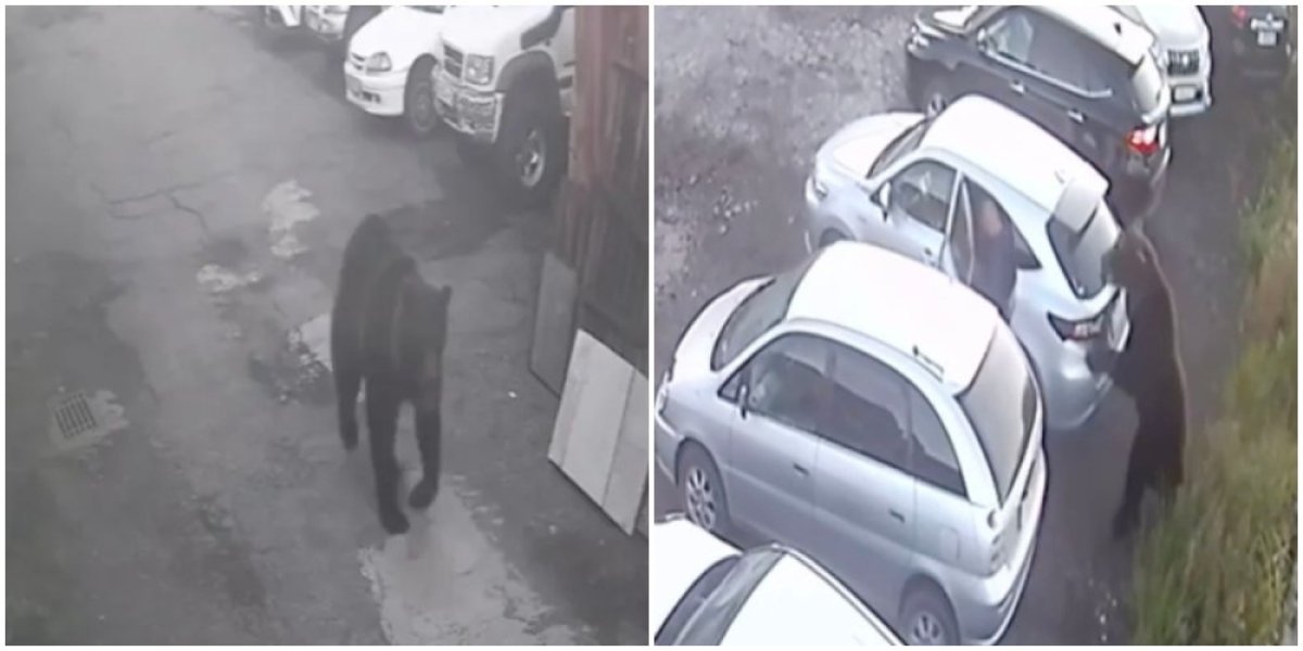 Šok snimak napada medveda: Ubio ženu, napao dečaka, čovek se čudom spasio! (VIDEO)