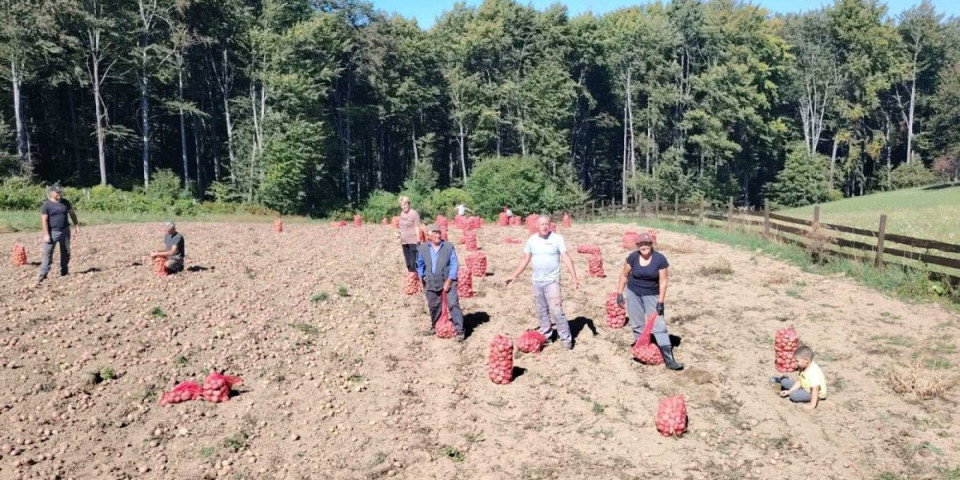 Rodio pa rasturio: Svi iz kuće izašli u njivu, da pokupe ne mogu