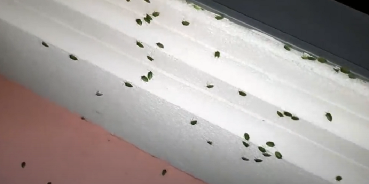 Kuku, koliko ih je: Invazija smrdibuba u Sremu (VIDEO)