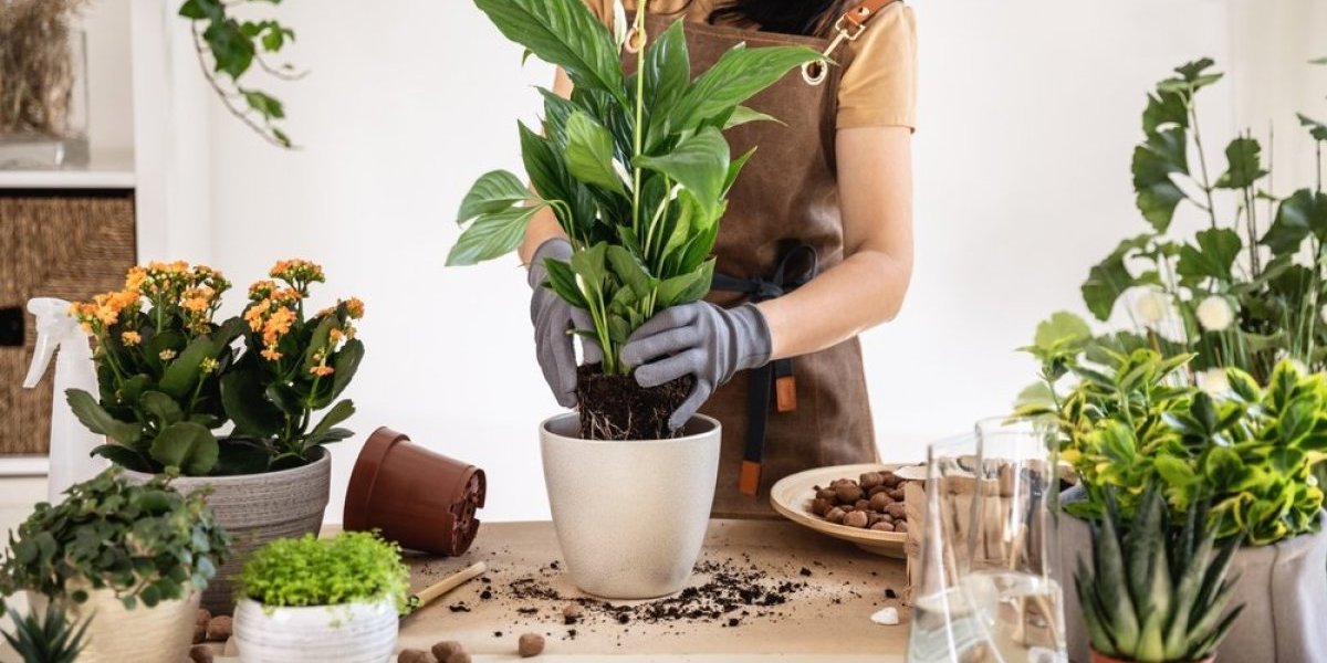 3 sobne biljke zbog kojih ćete zaboraviti na vlagu: Stavite ih u svoj dom i prodišite ponovo (FOTO)