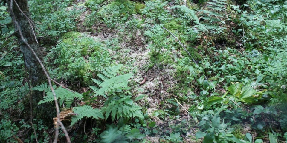 Još jedan novitet na Tari: Ovo dosad nije viđeno u Srbiji