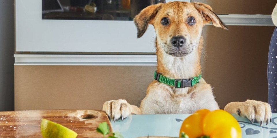 Znakovi da se pas otrovao hranom: Veterinar upozorio da najveća opasnost vreba iz kuhinje
