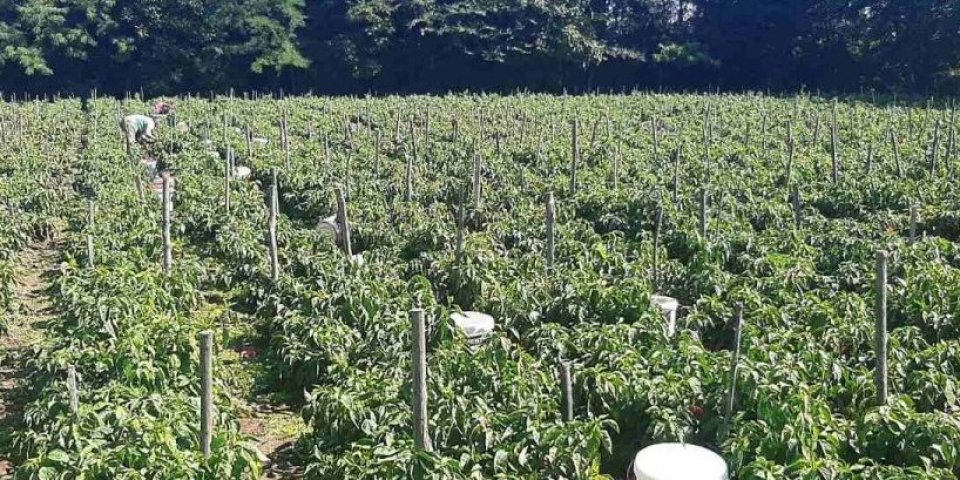 Dobar biznis: Dobrici kupci dolaze na noge - sve ode za dan