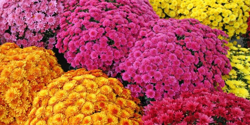 Stižu nam jesenje ruže: Evo kako da vam cvetaju sve do snežnih dana