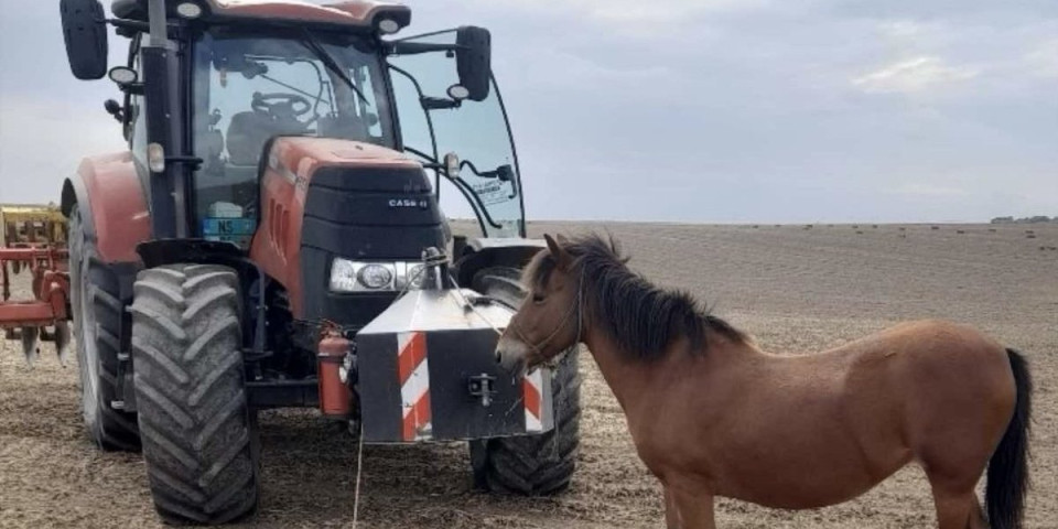 Izgubljena i tužna stajala je usred njive! Ovakvog gosta Aleksandar ni u snu nije očekivao