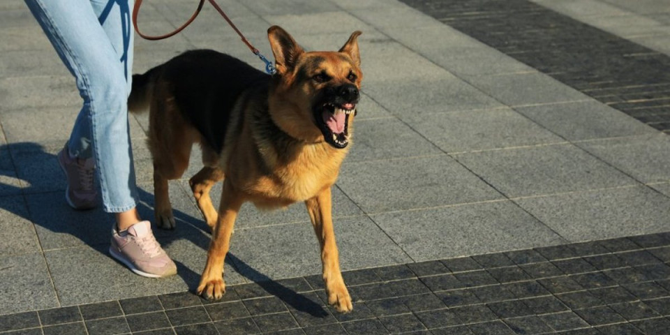Pas nikada ne napada bez upozorenja: Evo koja 3 znaka ne smete da ignorišete