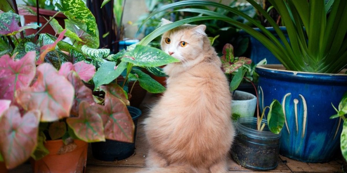 Nije mogla da veruje šta vreba iz saksije: Krivila mačke, a onda se frapirala (VIDEO)