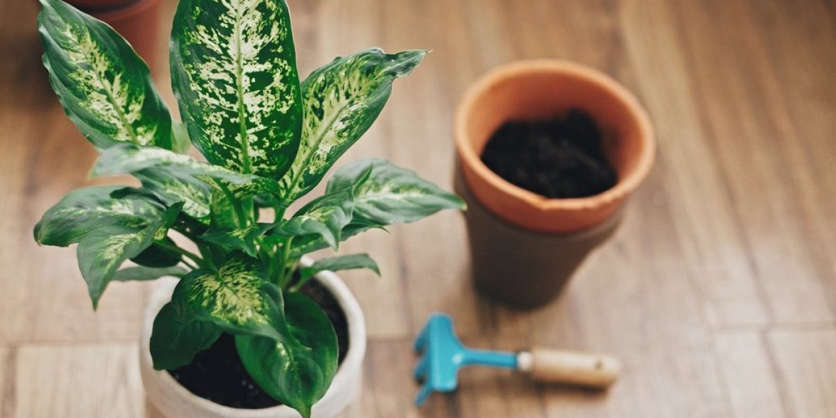 Sobna biljka koja se lako neguje: Preživljava i bez svetla, ali čuvajte decu i ljubimce