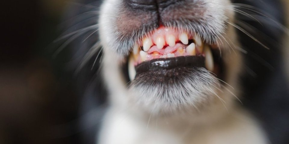 Horor na Novom Beogradu: Devojka izvela pse u šetnju, a onda je usledio pakao, hitna zatekla jeziv prizor