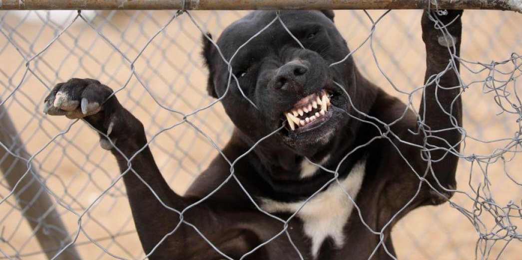 Ljudi greše i plaćaju životom: Evo kako da ostanete smireni kad pas krene na vas