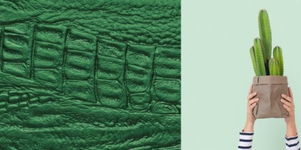 Dva brata iz Meksika osmislila kožu od kaktusa - Postaje hit među dizajnerima