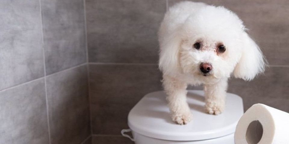 Hit na Instagramu: Pas koji zna da koristi WC kao pravi gospodin (VIDEO)