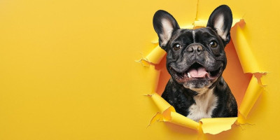 Ako vam je TikTok dosadio, a Instagram zid izgleda uvek isto, vreme je za pravu dozu osveženja - životinje influensere.