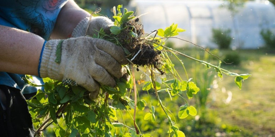 Rešite se korova iz bašte tokom oktobra: Provereni način da spremite travnjak za proleće