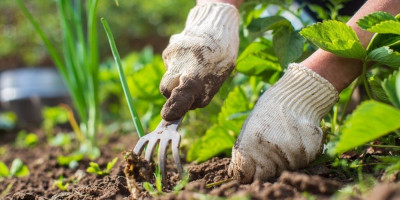 Novembar je pravo vreme da pripremite baštu za narednu sezonu i posadite biljke koje će vas na proleće nagraditi bogatim rodom kao što su luk, beli luk i spanać.