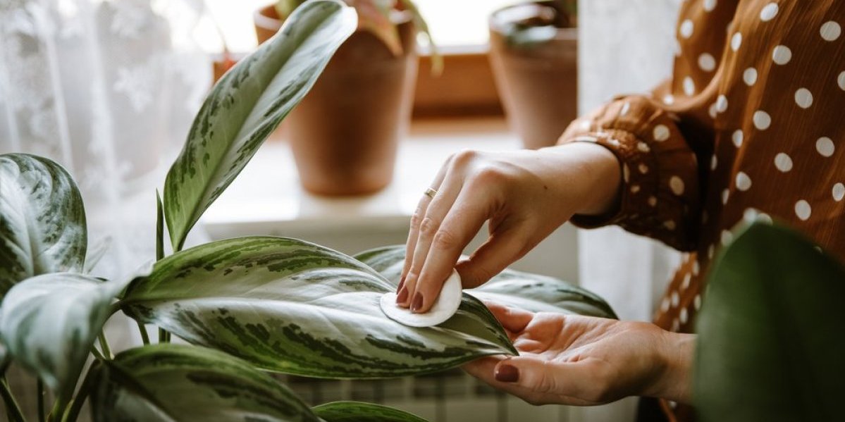 Trik koji će oživeti vaše sobne biljke: Majonez i tuš - tajno oružje za blistave i zdrave listove